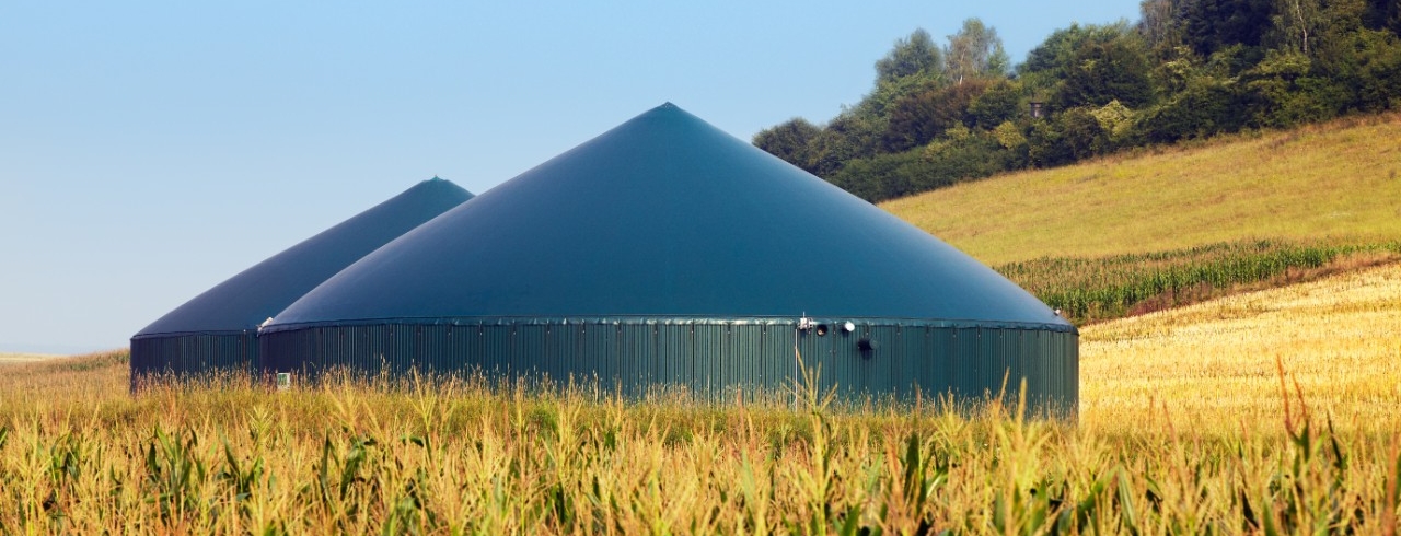 Kühe und Biogasanlage